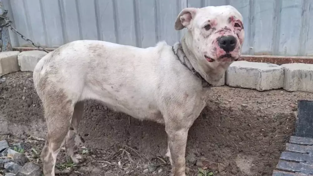 Названы новые размеры штрафов за жестокое обращение с животными в Казахстане