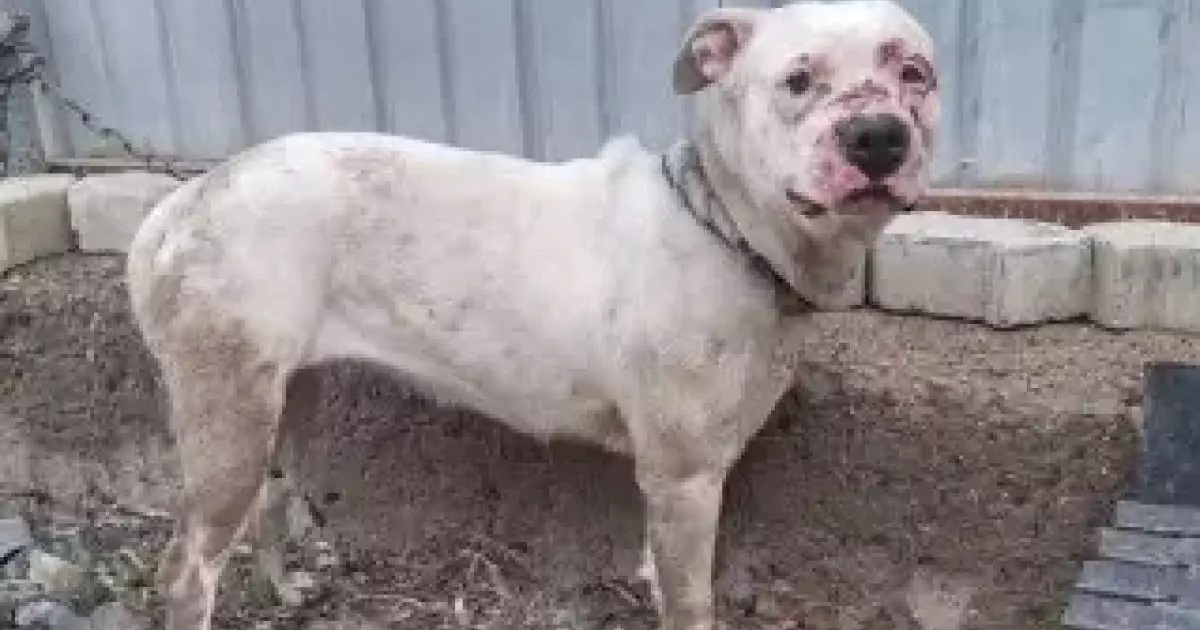  Қазақстанда жануарларды тастап кеткендерге қатаң жаза енгізіледі 