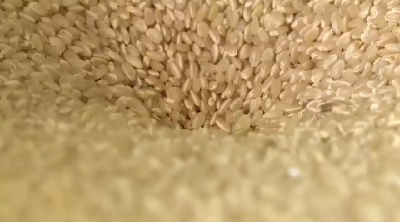 Мировой дефицит риса усиливается