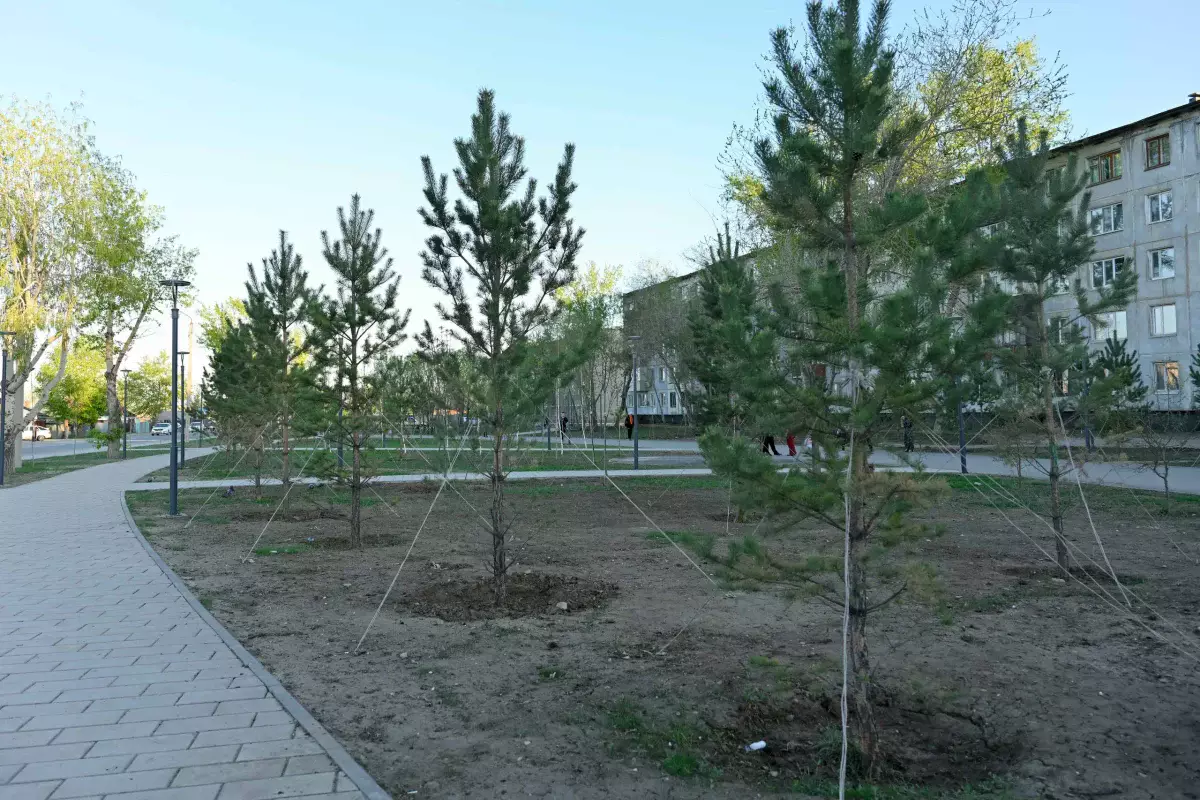 Таза Қазақстан: Биыл Семейде 8 мың түп ағаш егіледі
