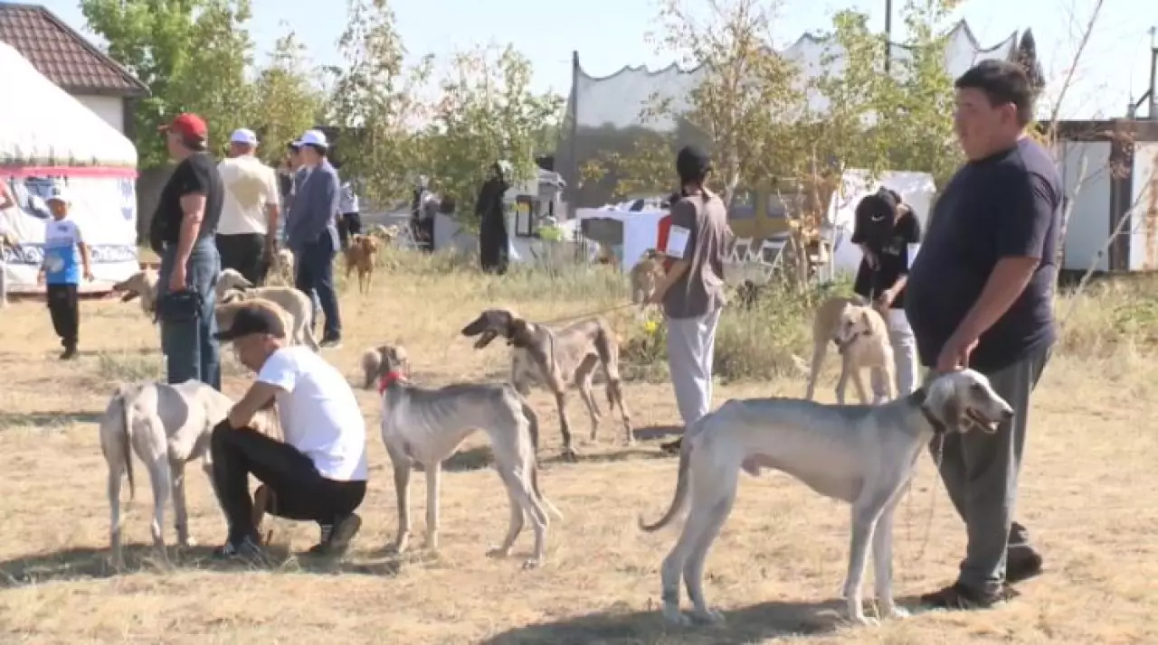 Жетісу облысында ғылыми-кинологиялық қолдау орталығы ашылады