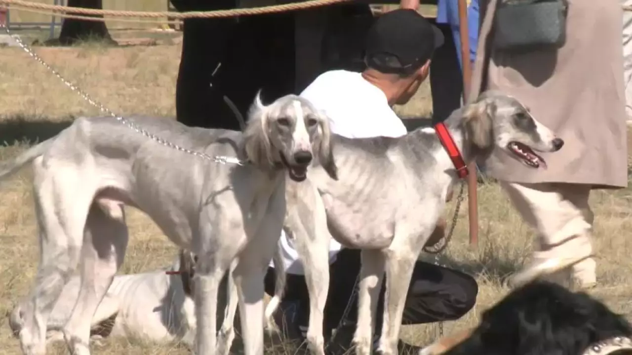 Кто станет лучшей собакой выставки в Астане