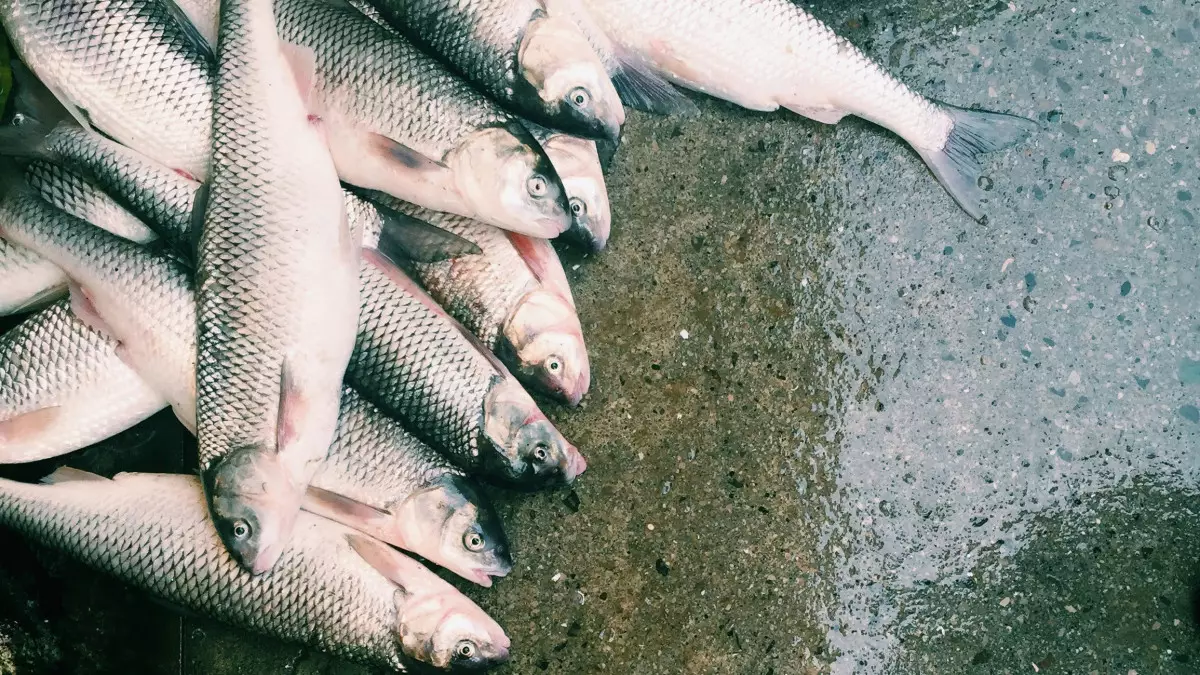 Ауладағы аквабизнес: жаңа табыс көзі