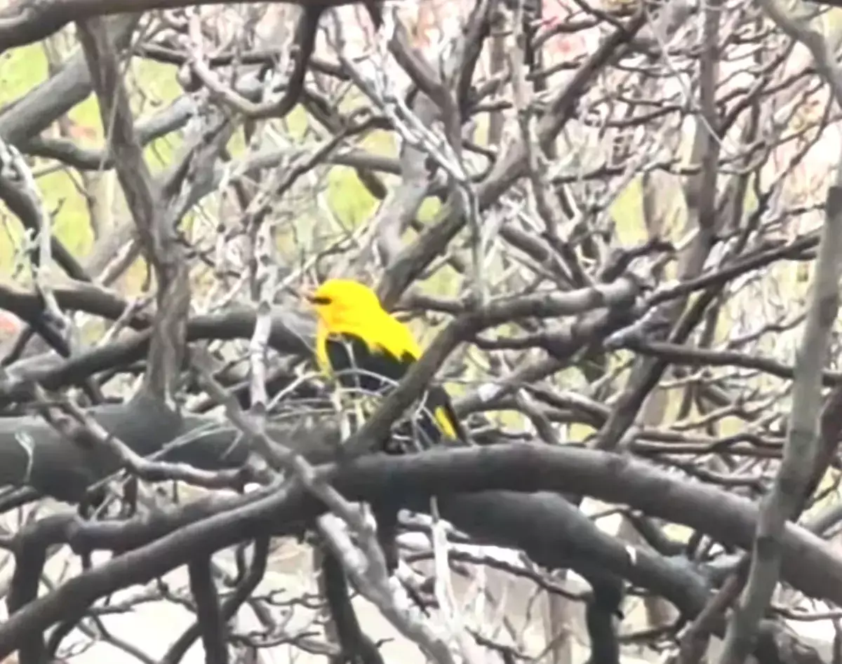 Еще одну необычную птицу заметили в Актау - новости на Lada.kz 30.04.2026