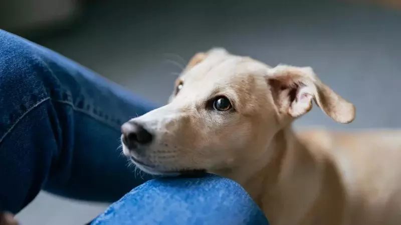 Казахстан повысит штрафы за выбрасывание домашних животных и безнадзорных зверей.