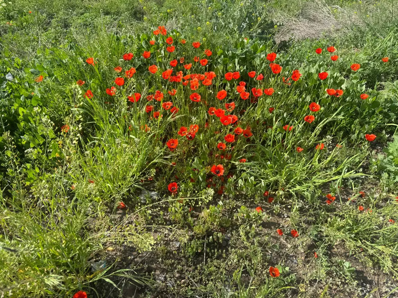 Еліміздің басым бөлігіне дауылды ескерту жарияланды