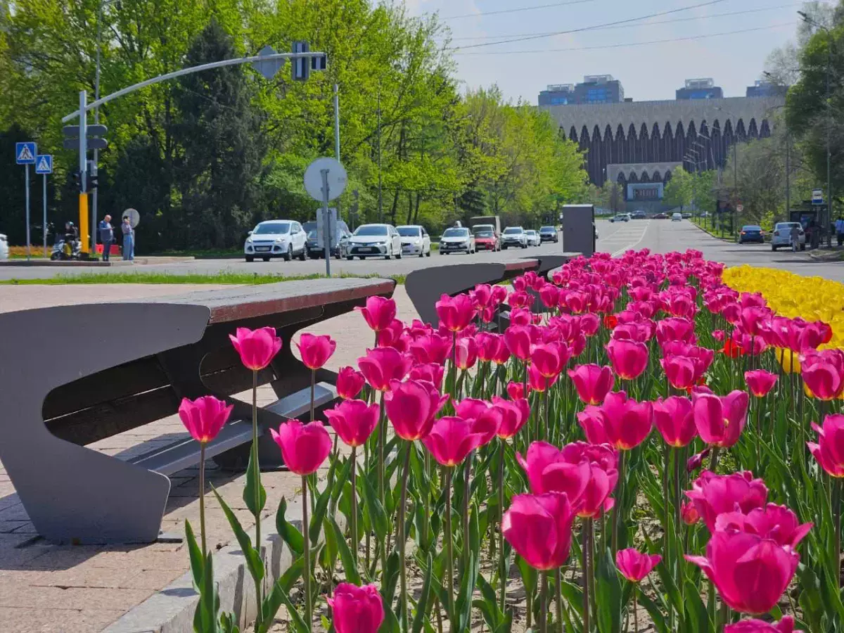 Алматыда «Таза Қазақстан» аясында сәндік көгалдандыру ауқымы кеңейіп келеді