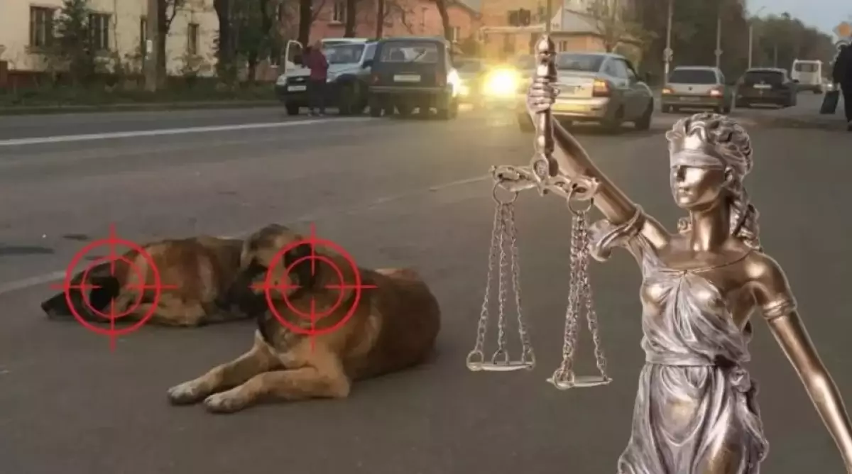 Даулы заң мақұлданды: қаңғысбас ит-мысықты не күтіп тұр?