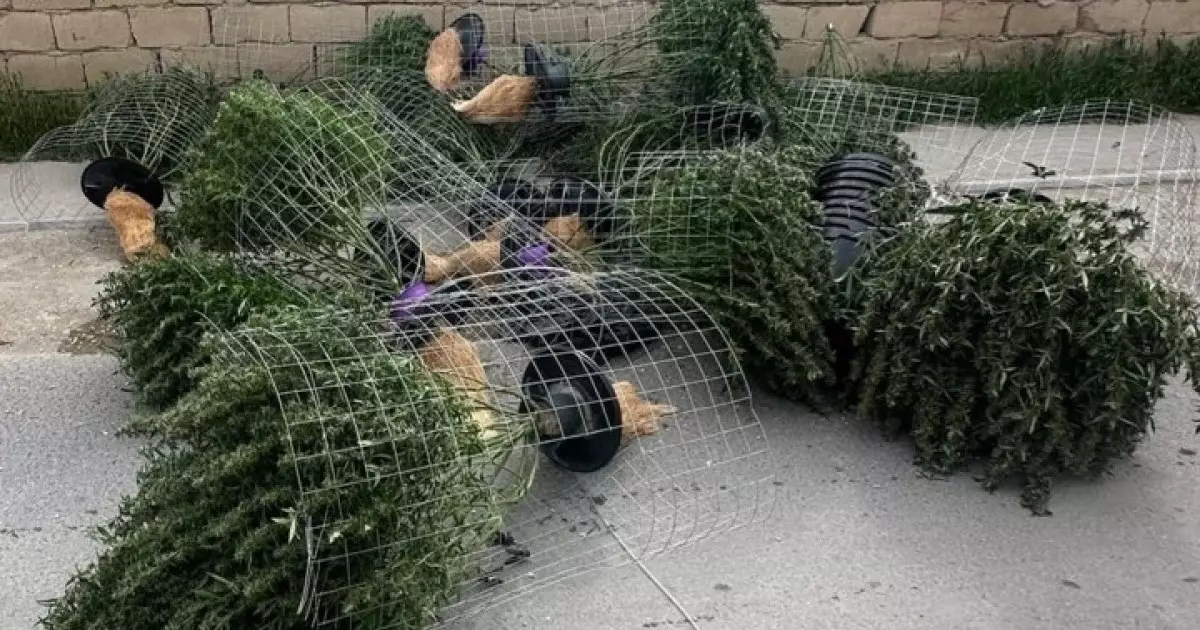  Маңғыстауда есірткі зертханасын ұйымдастырған екі адам қамауға алынды 