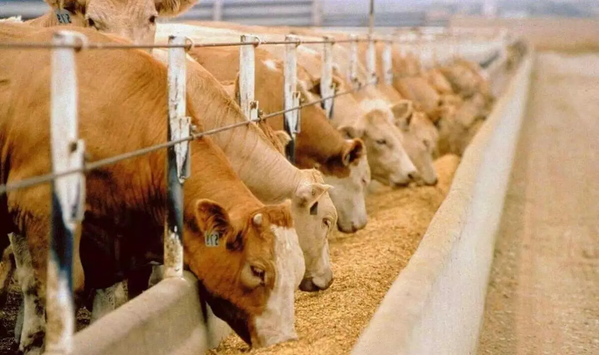 Компания Boehringer Ingelheim прокомментировала перспективы экспорта произведенной в Казахстане вакцины против ящура.
