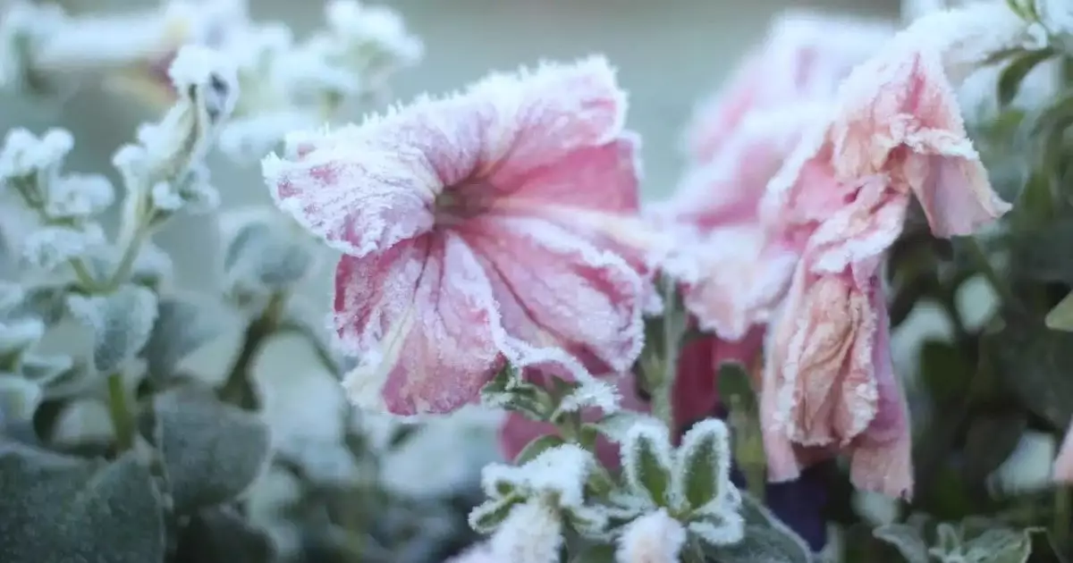  −6°C дейін үсік, бұршақ, жаңбыр, дауыл: 11 мамырға ауа райы болжамы 