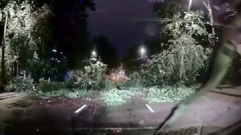 Алматыда жолда келе жатқан көліктердің алдына ағаш құлаған сәт видеоға түсіп қалды