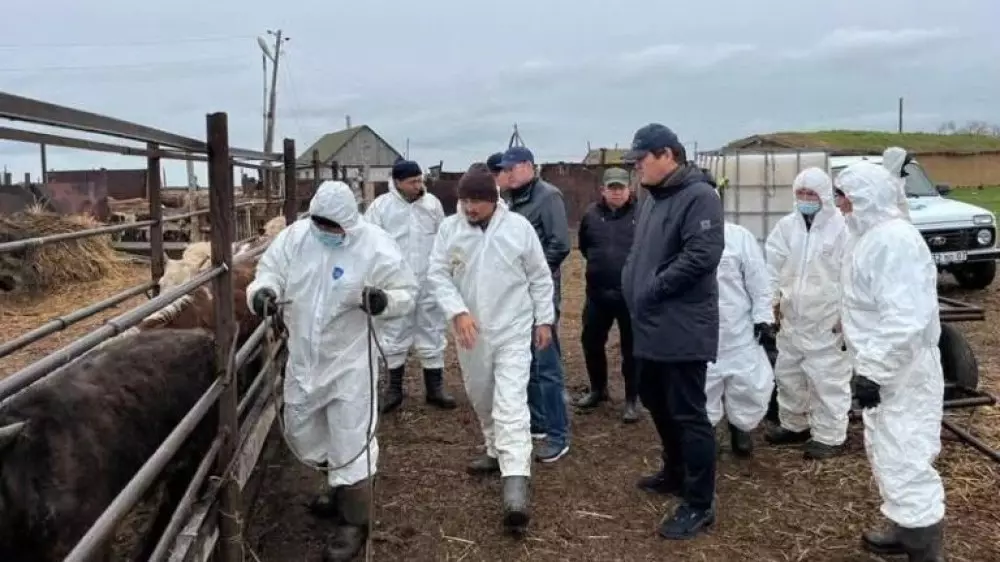 Ветеринар предупредил владельцев скота в Казахстане об угрозе заражения ящуром