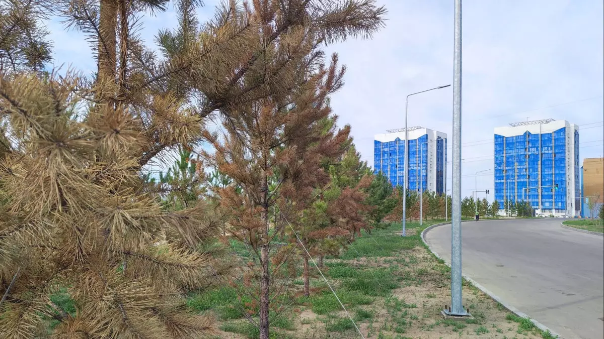 Засохшие надежды! На новой площади Семея погибли сотни деревьев и кустарников