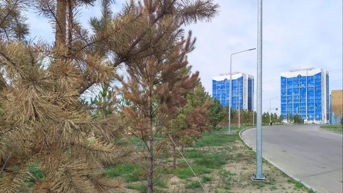 Еккені кеше ғана: Семейдің жаңа алаңындағы ағаш пен бұталар қурай бастады