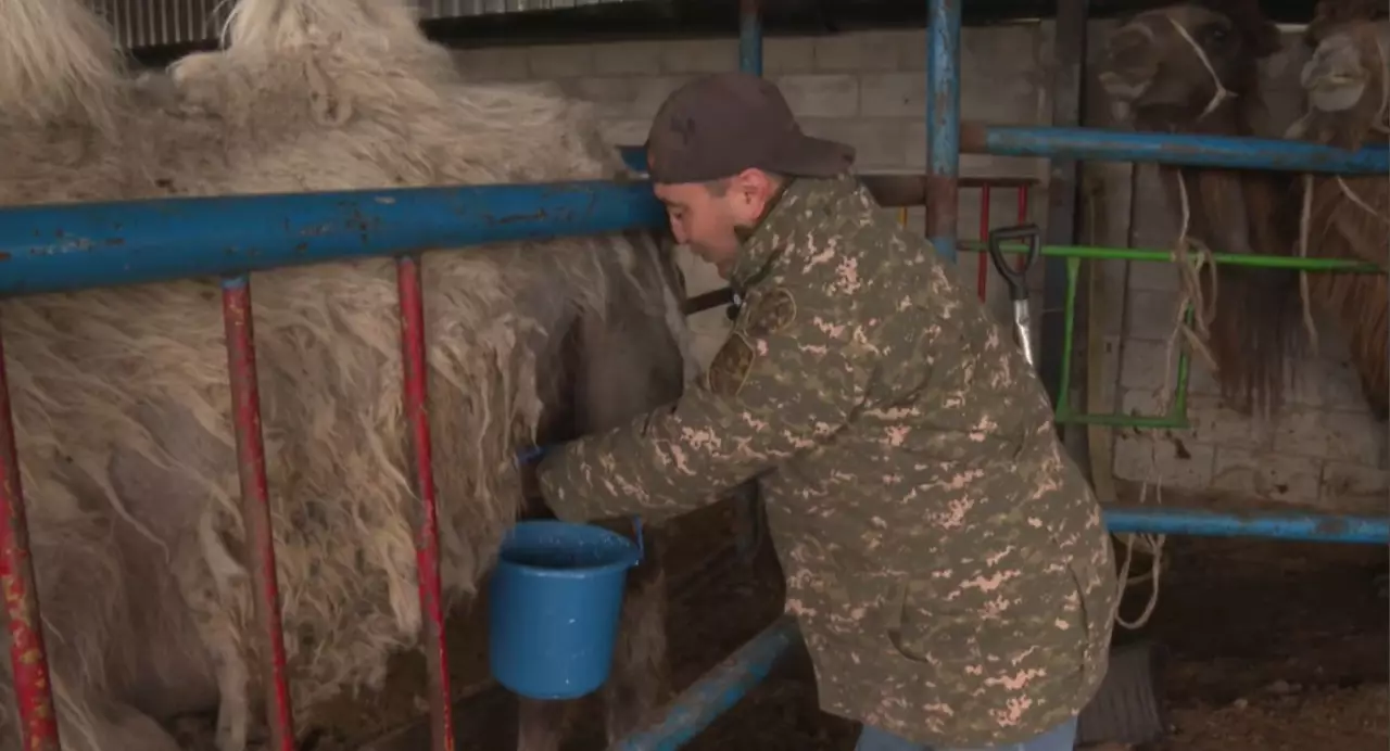 Астана маңындағы ағайын шұбат өндірісін дамытып отыр