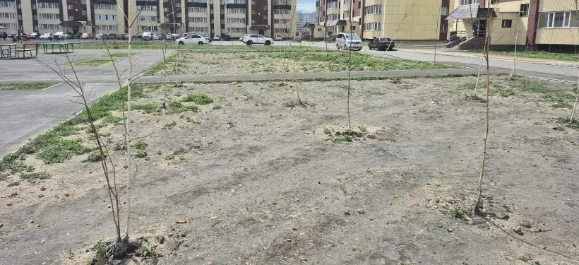 “Саурылмаған, қаппен қалған”: Семейдегі белгілі бір кешен тұрғындарының көшеттерге наразылығы