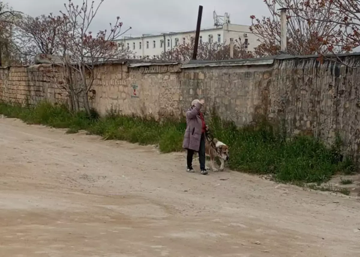 «Город загажен»: жители Актау требуют наказать владельцев собак за безответственный выгул - новости на Lada.kz 14.05.2026