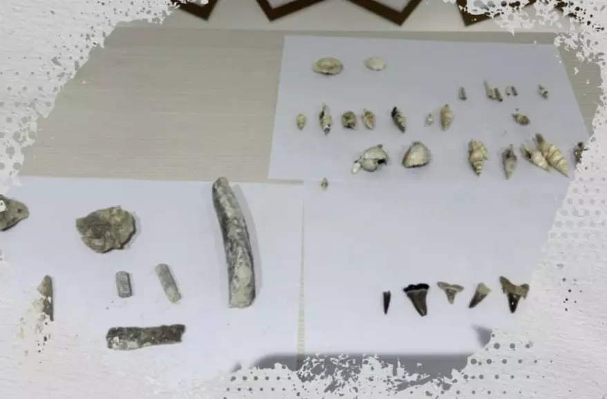 Маңғыстауда 40 миллион жыл бұрын өмір сүрген акуланың тісі табылды