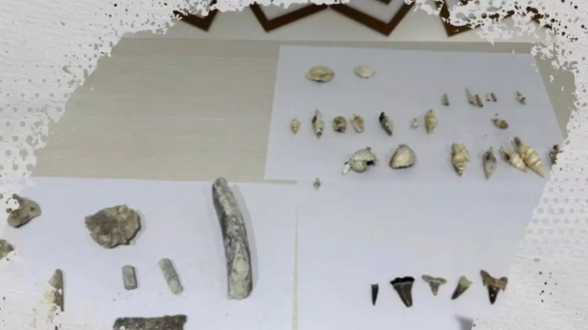  Маңғыстауда 40 миллион жыл бұрын өмір сүрген акуланың тістері табылды 