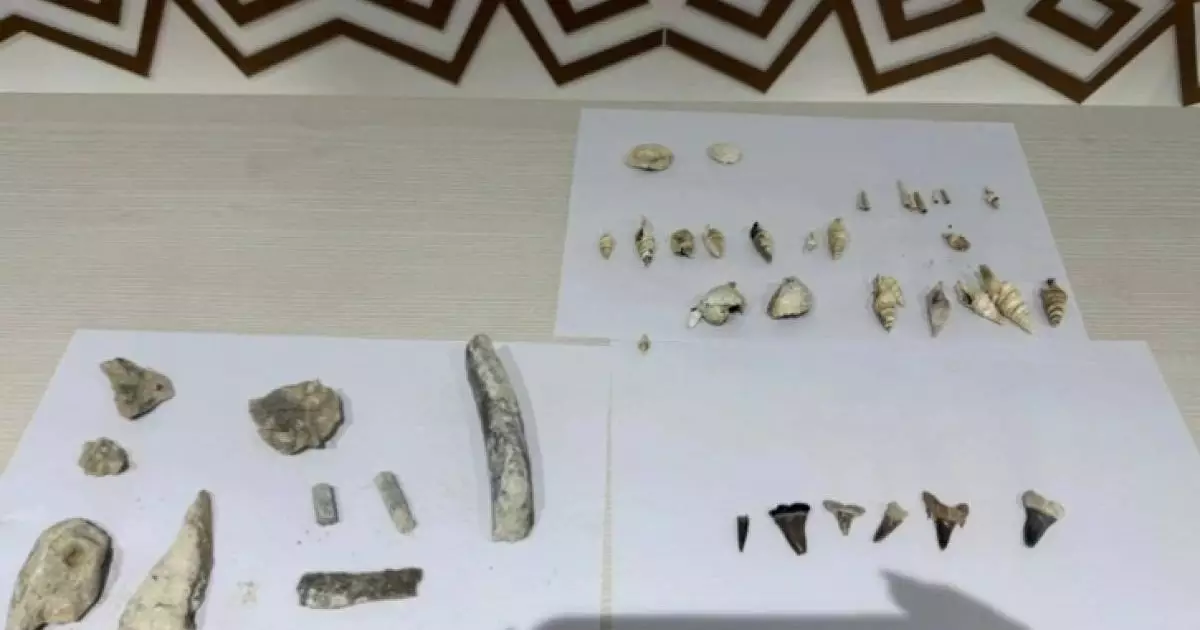  Маңғыстауда акула мен киттің тістері табылды 