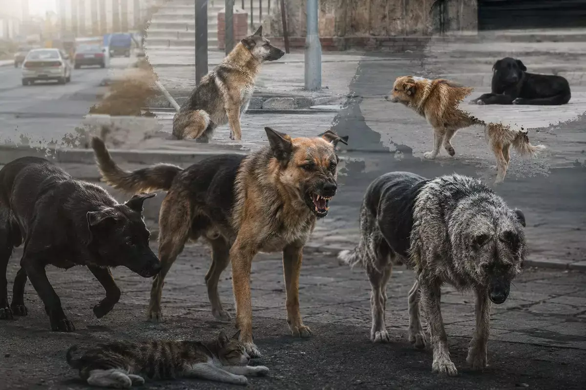 Ни вакцинации, ни питомника: что ждет Актау, обеспокоенного бродячими собаками - новости на Lada.kz 17.05.2026