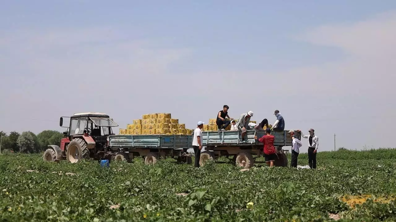 Сбор первого урожая дыни начался в Туркестанской области: уже собрано 65 тонн