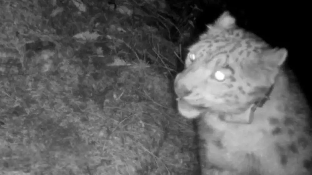 Знаменитый снежный барс попал на видео
