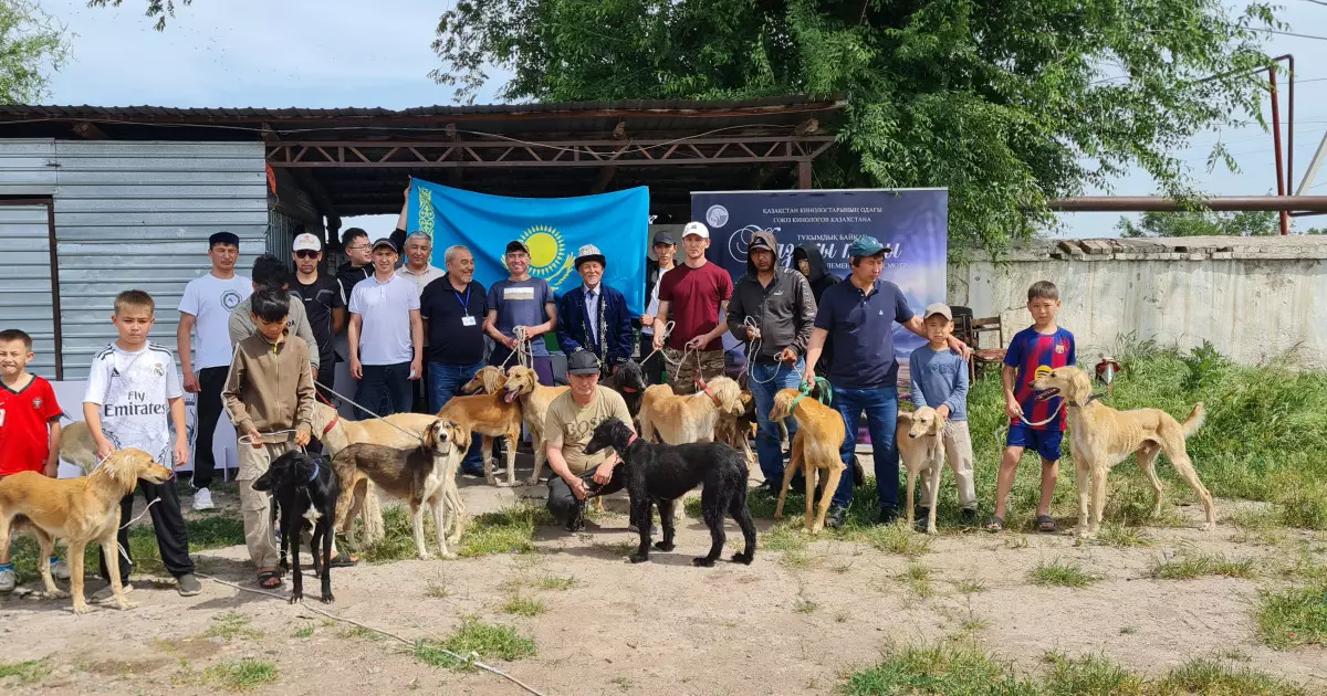   Жамбыл облысында қазақы тазыға арналған ауқымды байқау өтті   