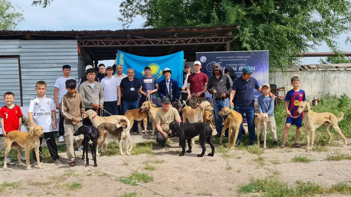 Меркіде қазақы тазы тұқымы арасында байқау өтті