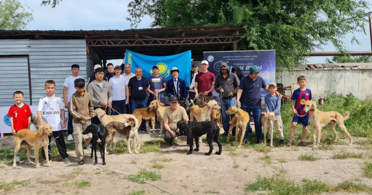  Жамбыл облысында қазақы тазы тұқымы бойынша байқау өтті 