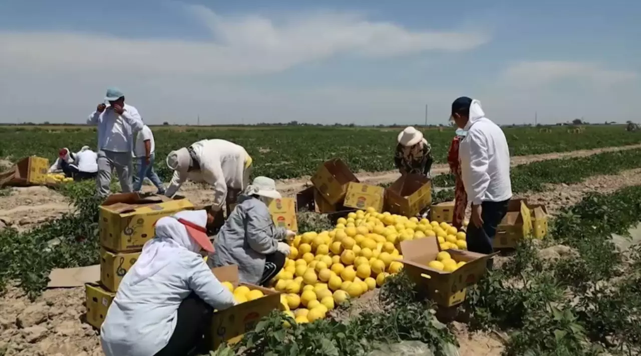 Жетісайда қауын пісті
