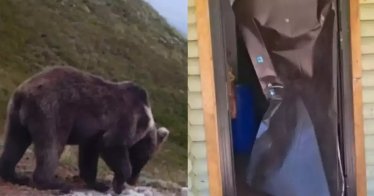  Жетісу облысындағы туристік үйге қоңыр аю кірмек болған 
