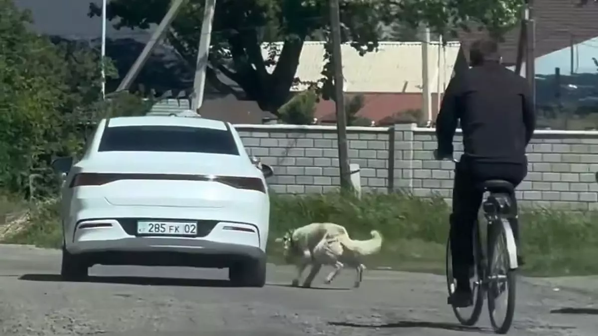 Собаку привязали к авто и протащили по дороге в Жетысу