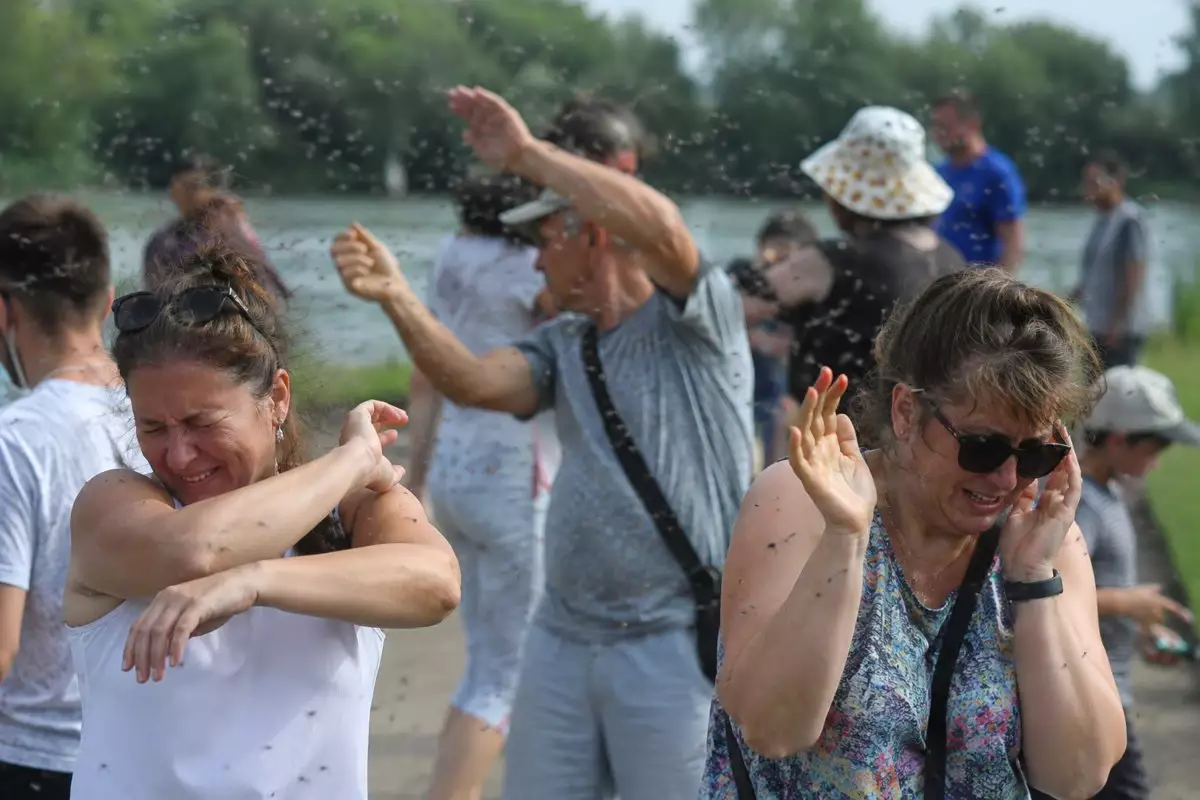 "Көзге кіреді, шашта, кофеде жүреді": Алматыда шіркейлер қаптады