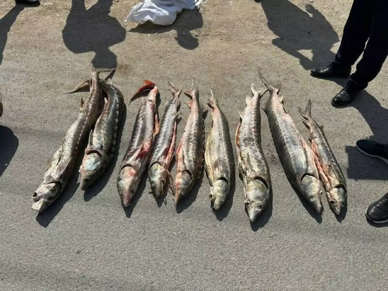 Маңғыстау облысында заңсыз есірткі сақтаған күдікті ұсталды