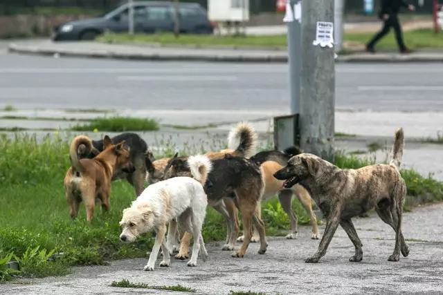 Астанадағы танымал мейрамханаларда 750 келі иттің еті қолданылған (ВИДЕО)