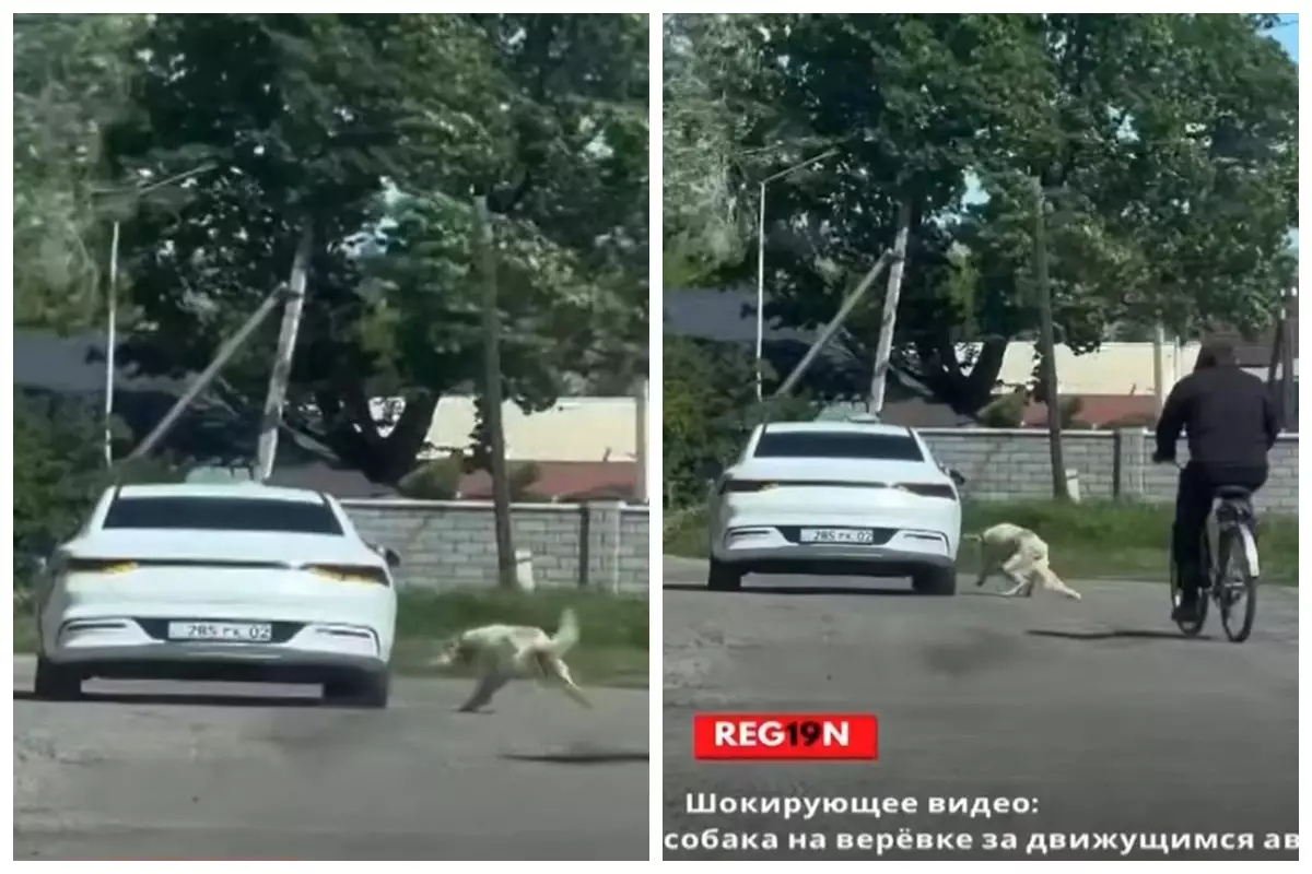 Жетісу облысында ер адам итті көлікке байлап сүйреген
