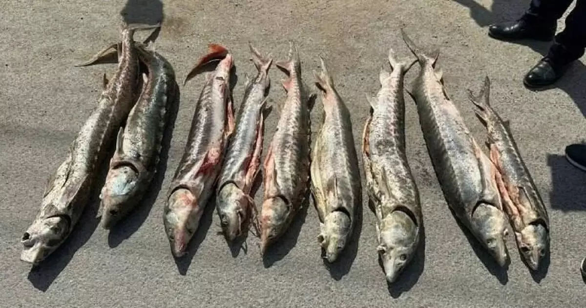  Маңғыстауда полиция ондаған келі бекіре мен гашиш тәркіледі 
