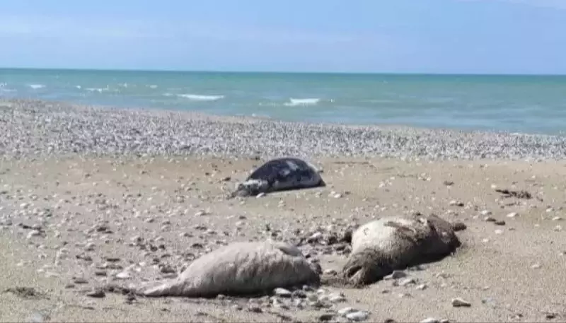 Учёные назвали возможные причины массовой гибели каспийских тюленей