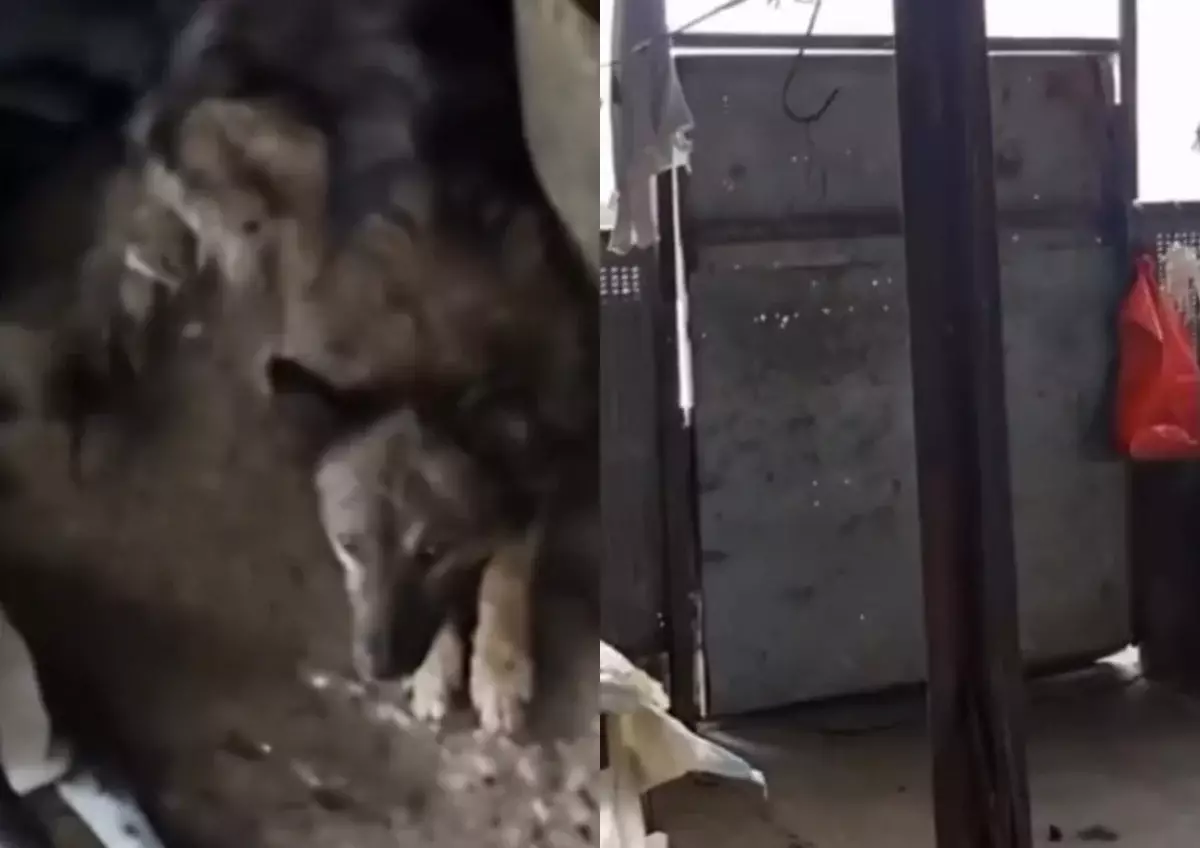 В Сети появилось видео предполагаемого «цеха собачьего мяса» в Казахстане