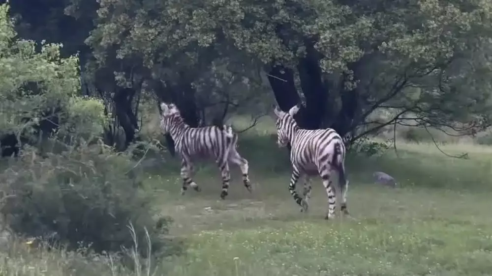 В полиции раскрыли секрет видео с “зебрами“ в Тургене