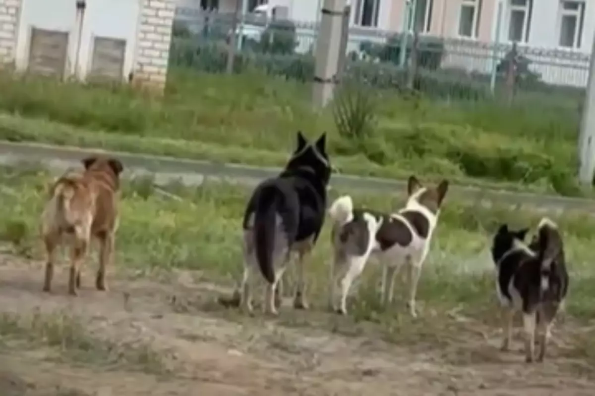 В Уральске стая из 7 собак едва не разорвала пятилетнего ребенка