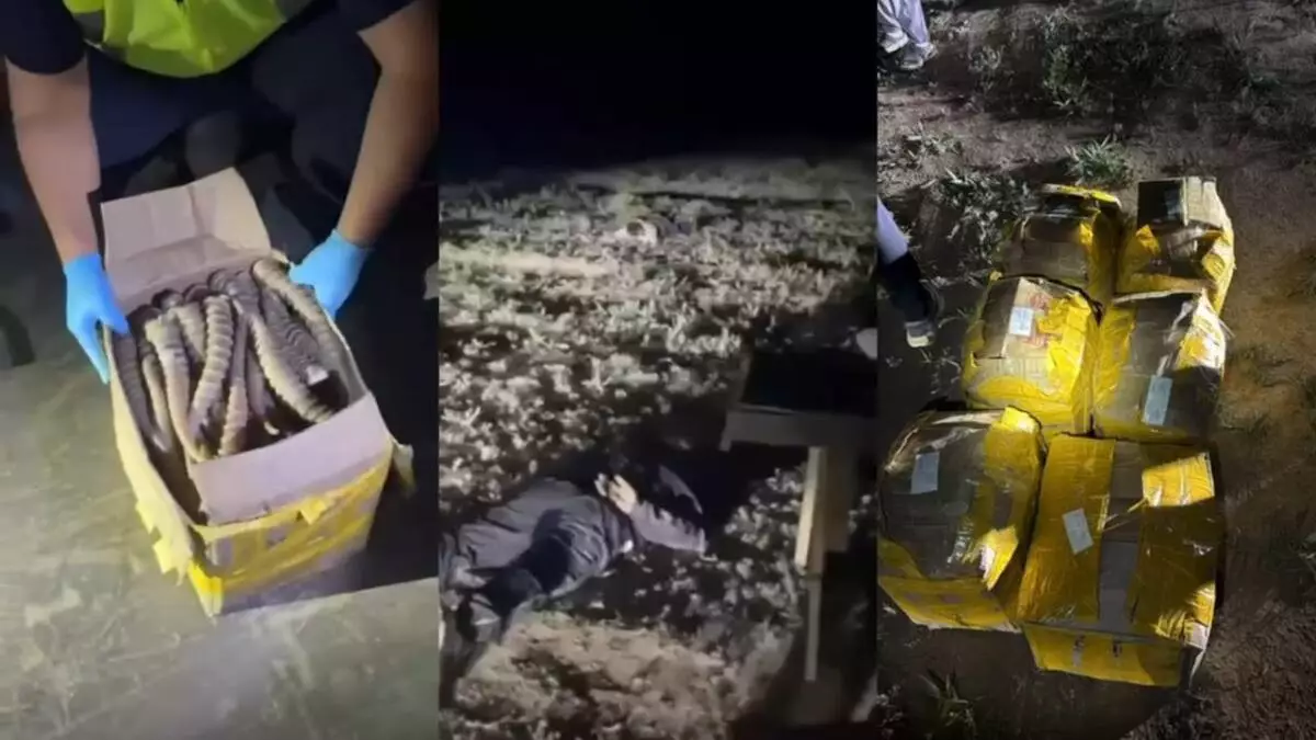 Жетісу облысында 500 келіден астам киік мүйізінің заңсыз айналымына тосқауыл қойылды