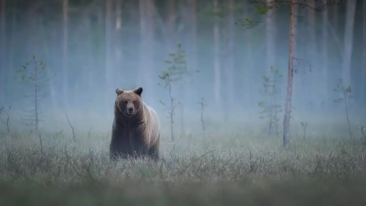 Повадки редкого краснокнижного медведя в горах Алматы сняли на видео