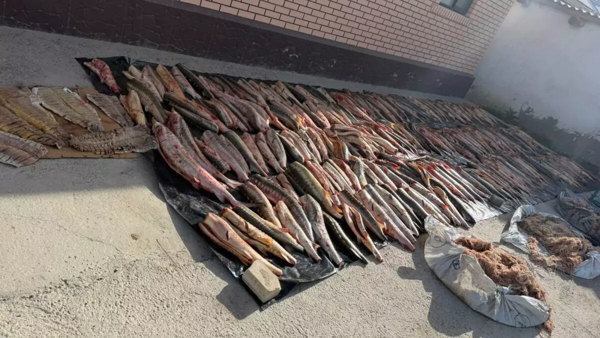 Атырауда заңсыз айналымнан 4 тоннадан астам балық тәркіленді