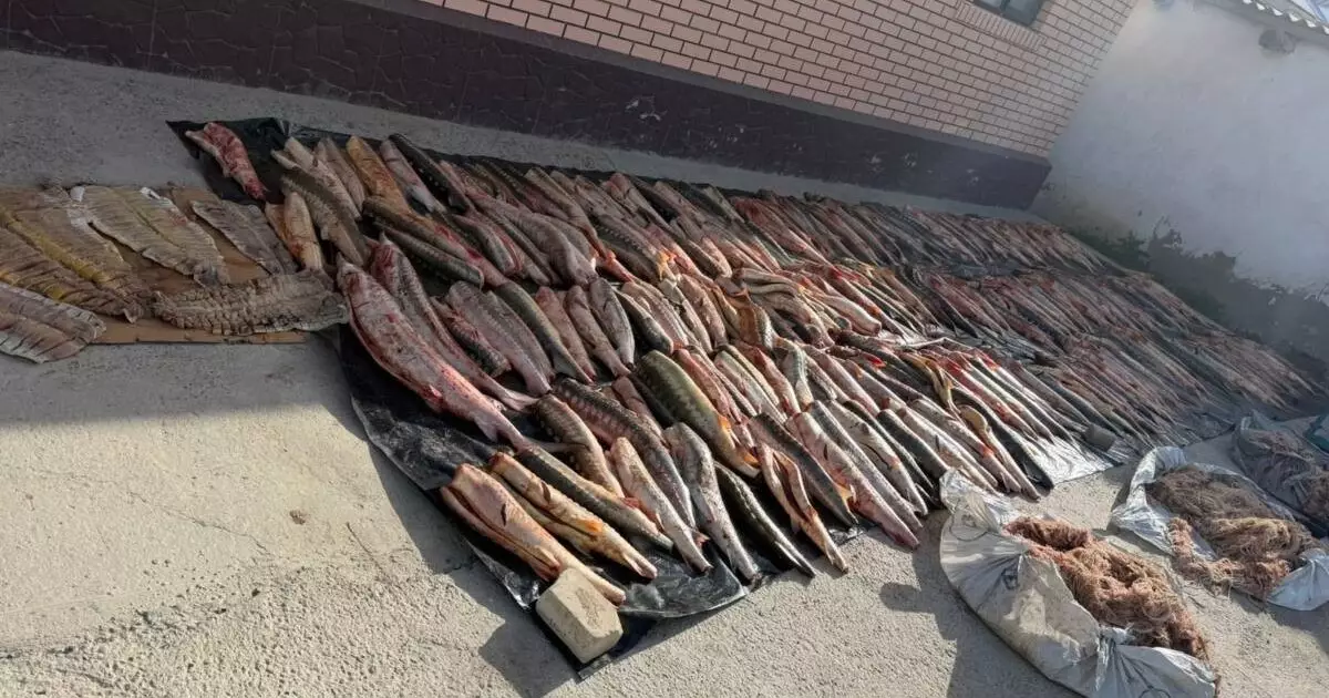  Атырауда браконьерлікке қарсы операция: жеті іс сотқа дейін жетті 