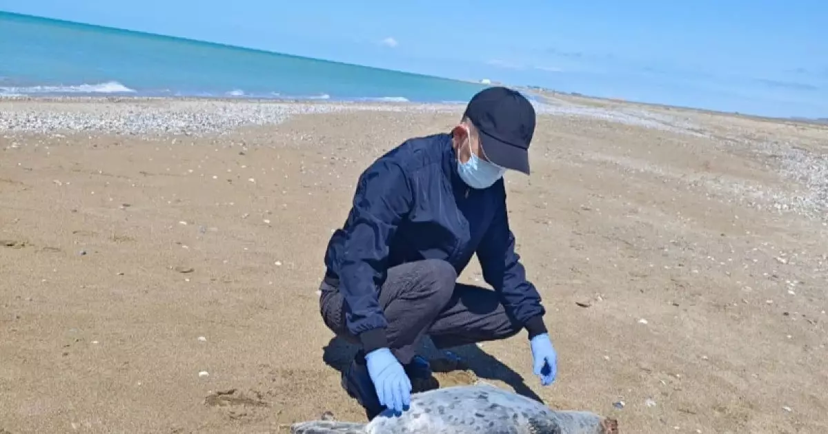  Каспий жағалауынан тағы да итбалықтардың өлексесі табылды 