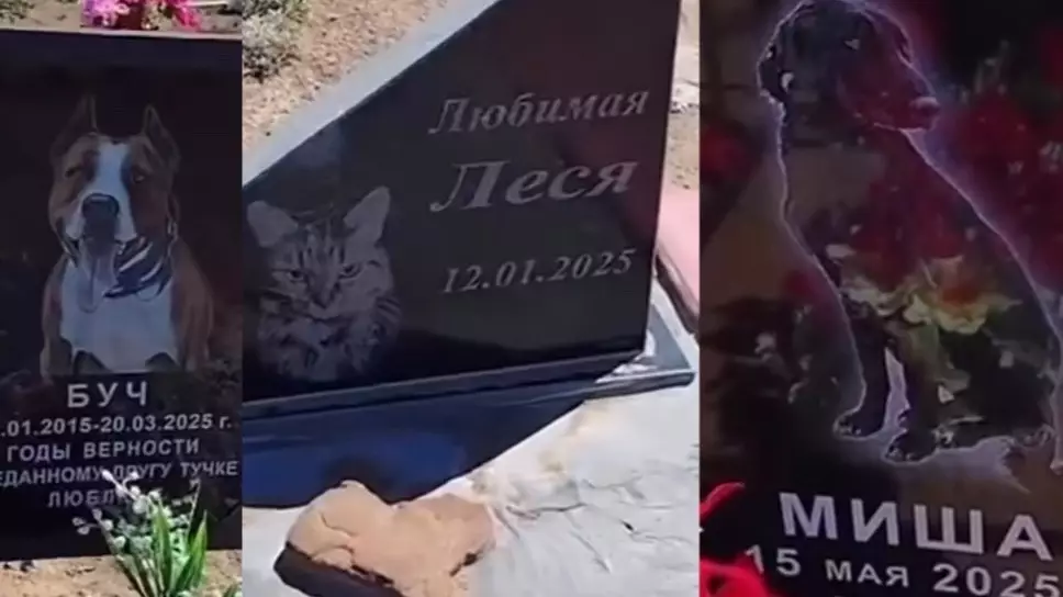  Балқашта ит пен мысықтардың зираты елдің зәресін алды 