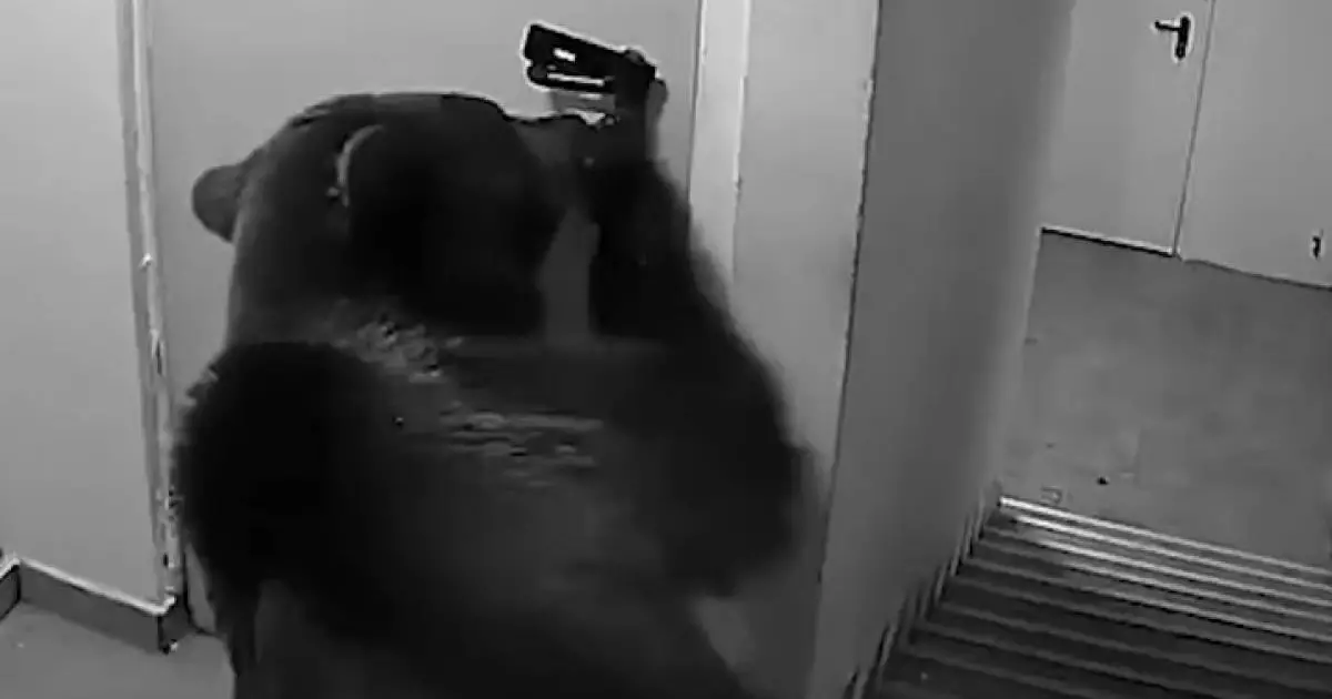  Аю қонақүйге кіріп кетіп, демалушылардың зәресін алды (Видео) 